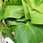 Dried Portia Tree Leaves 2 oz Ceylon  100% Natural Thespesia Populnea Milo Bark