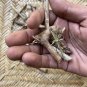 Barleria prionitis Herb Porcupine Flower Yellow Nail Dye Vajradanti Ceylon Tea
