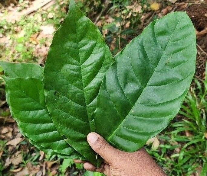 Dried Coffee Leaves Kaffee Ceylon Tea Joe Brew Cup o' Joe Java juice 50-100 Leaf