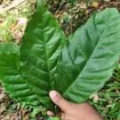 Dried Coffee Leaves Kaffee Ceylon Tea Joe Brew Cup o' Joe Java juice 50-100 Leaf