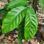 Dried Coffee Leaves Kaffee Ceylon Tea Joe Brew Cup o' Joe Java juice 50-100 Leaf