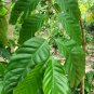 Dried Coffee Leaves Kaffee Ceylon Tea Joe Brew Cup o' Joe Java juice 50-100 Leaf