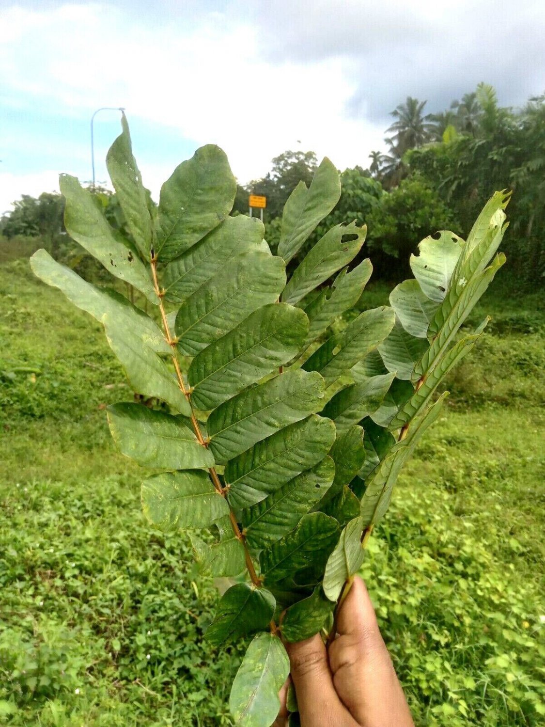 Dried Cassia Alata Leaves Ringworm Candle Bush Skin Care Ceylon Tea