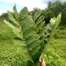 Dried Cassia Alata Leaves Ringworm Candle Bush Skin Care Ceylon Tea