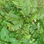 Dried Cassia Alata Leaves Ringworm Candle Bush Skin Care Ceylon Tea