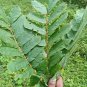 Dried Cassia Alata Leaves Ringworm Candle Bush Skin Care Ceylon Tea