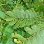Dried Cassia Alata Leaves Ringworm Candle Bush Skin Care Ceylon Tea