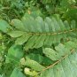 Dried Cassia Alata Leaves Ringworm Candle Bush Skin Care Ceylon Tea