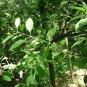 Ceylon White Sandalwood Chips Santalum album Powder Bark Fragrant Natural Herb