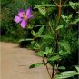 Osbeckia Octandra Powder  Best Selling Natural Herbal Drink for Liver Protection