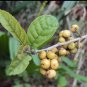 Vidanga False Black Pepper, Embelia Ribes, Helps in skin disease FREE SHIPPING