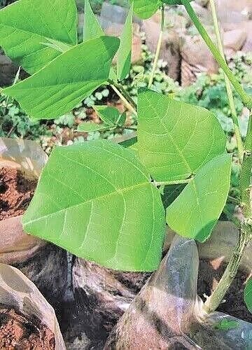 Ceylon Erythrina Variegata Leaves Dry Leaf  100pcs food tiger's claw Coral Plant