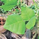 Ceylon Erythrina Variegata Leaves Dry Leaf  100pcs food tiger's claw Coral Plant