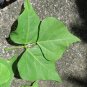 Ceylon Erythrina Variegata Leaves Dry Leaf  100pcs food tiger's claw Coral Plant