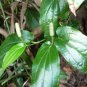 Piper longum Natural Pure Long Pepper Whole Poivre long Pippali 100% Herbal Tea