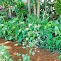 100% NATURAL LITTLE IRONWEED LEAVES CYANTHILLIUM CINEREUM ORGANIC Whole Plant