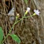 100% NATURAL LITTLE IRONWEED LEAVES CYANTHILLIUM CINEREUM ORGANIC Whole Plant