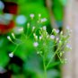 100% NATURAL LITTLE IRONWEED LEAVES CYANTHILLIUM CINEREUM ORGANIC Whole Plant