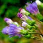 100% NATURAL LITTLE IRONWEED LEAVES CYANTHILLIUM CINEREUM ORGANIC Whole Plant
