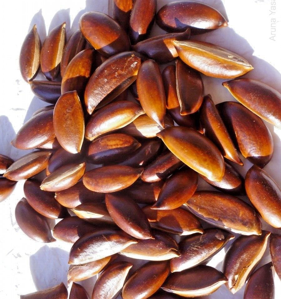 Butter Tree Seeds, Honey Tree (Madhuca longifolia) 3.5oz Ceylon Herbs