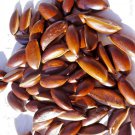 Butter Tree Seeds, Honey Tree (Madhuca longifolia) 3.5oz Ceylon Herbs