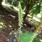 Rare Herbs Devil's Horsewhip, Prickly Chaff Flower ( Achyranthes aspera ) WHOLE