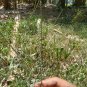 Rare Herbs Devil's Horsewhip, Prickly Chaff Flower ( Achyranthes aspera ) WHOLE