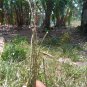 Rare Herbs Devil's Horsewhip, Prickly Chaff Flower ( Achyranthes aspera ) WHOLE