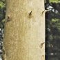 Ceylon Dry Erythrina Variegata Seeds  &  Bark  tiger's claw Indian Coral Plant