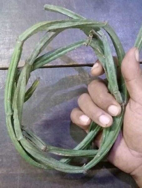 Very Rare Dried Cissus Quadrangularis Plant  Veldt Grape Drink Bone Strengthen