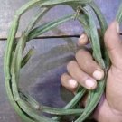 Very Rare Dried Cissus Quadrangularis Plant  Veldt Grape Drink Bone Strengthen