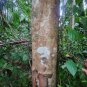 Dried Adenanthera pavonina Bark Red Lucky Seed Sandalwood Leaves saga Plant