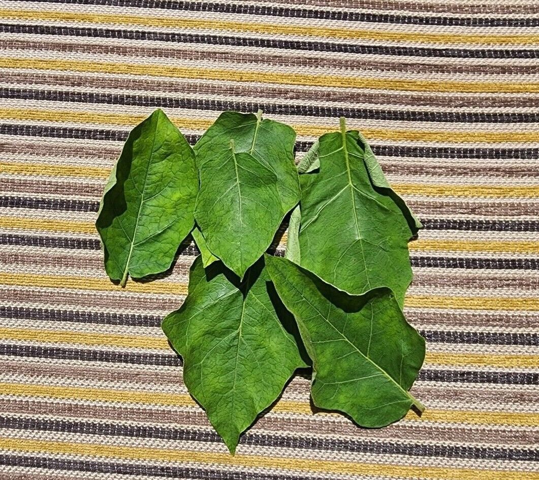 100+ Dried Turkey Berry Leaves (Solanum Torvum)  Seeds Whole Plant  Ceylon Tea