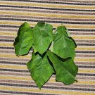 100+ Dried Turkey Berry Leaves (Solanum Torvum)  Seeds Whole Plant  Ceylon Tea