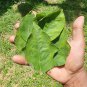 100+ Dried Turkey Berry Leaves (Solanum Torvum)  Seeds Whole Plant  Ceylon Tea