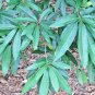 Butter Tree Dry Leaves , Honey Tree (Madhuca longifolia) 100Pc Ceylon Rare Herbs