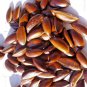 Butter Tree Dry Leaves , Honey Tree (Madhuca longifolia) 100Pc Ceylon Rare Herbs