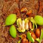 Butter Tree Dry Leaves , Honey Tree (Madhuca longifolia) 100Pc Ceylon Rare Herbs