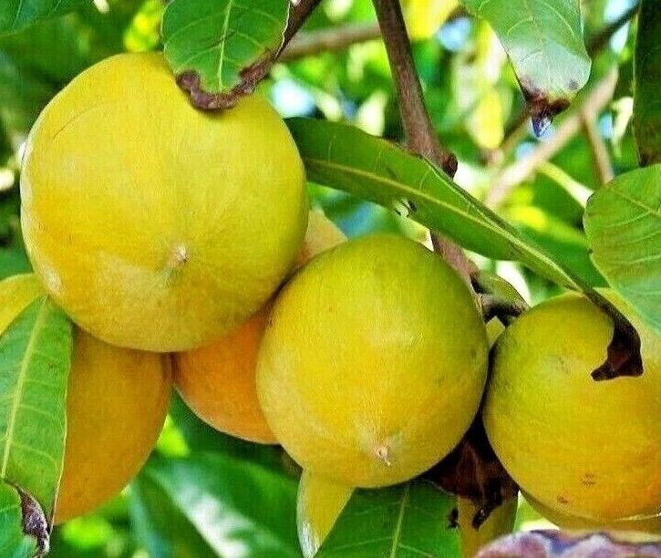 Pure Dried Leaves Canistel Pouteria campechiana Egg Fruit Bark Seeds Herbal Tea