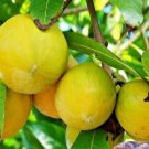 Pure Dried Leaves Canistel Pouteria campechiana Egg Fruit Bark Seeds Herbal Tea