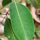Dried Jamun Syzygium Cumini Leaves Java plum leaf Control Blood Sugar  Level