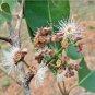 Dried Jamun Syzygium Cumini Leaves Java plum leaf Control Blood Sugar Level