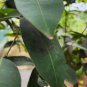 Dried Jamun Syzygium Cumini Leaves Java plum leaf Control Blood Sugar Level