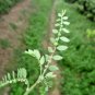 Pitawakka Very Rare Phyllanthus debilis Whole Plant Leaves Liver Protection Herb