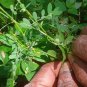 Pitawakka Very Rare Phyllanthus debilis Whole Plant Leaves Liver Protection Herb