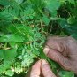 Pitawakka Very Rare Phyllanthus debilis Whole Plant Leaves Liver Protection Herb