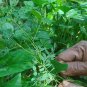 Pitawakka Very Rare Phyllanthus debilis Whole Plant Leaves Liver Protection Herb