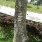Gmelina arborea Gamhar Bark Beachwood Leaves Strong Ceylon Natural Herbs Plant