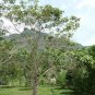 Gmelina arborea Gamhar Bark Beachwood Leaves Strong Ceylon Natural Herbs Plant