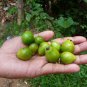 Gmelina arborea Gamhar Bark Beachwood Leaves Strong Ceylon Natural Herbs Plant